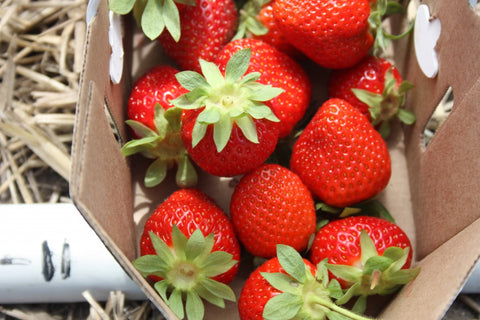 Royalty: AAC Audrey - Strawberry Bare Root Plant