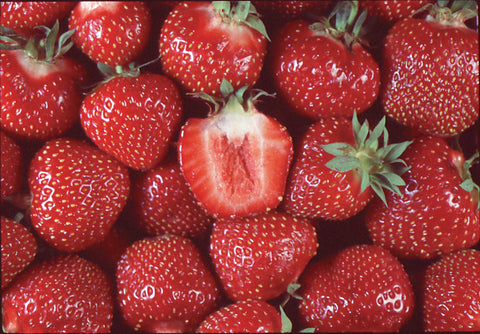 Bounty - Strawberry Bare Root Plant