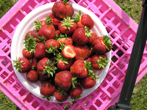 Bounty - Strawberry Bare Root Plant