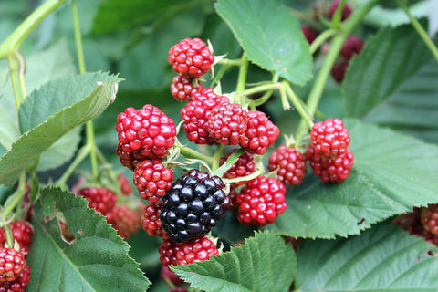 Chester - Blackberry Plant