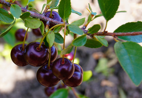 Cupid - Dwarf Cherry Pot Plant