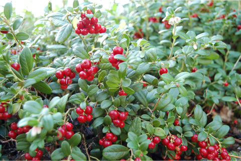 Erntesegan - Cranberry Plant
