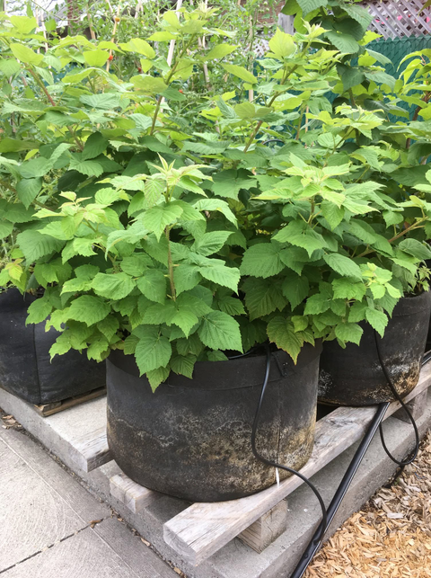 Smart Pot Round Raised Bed