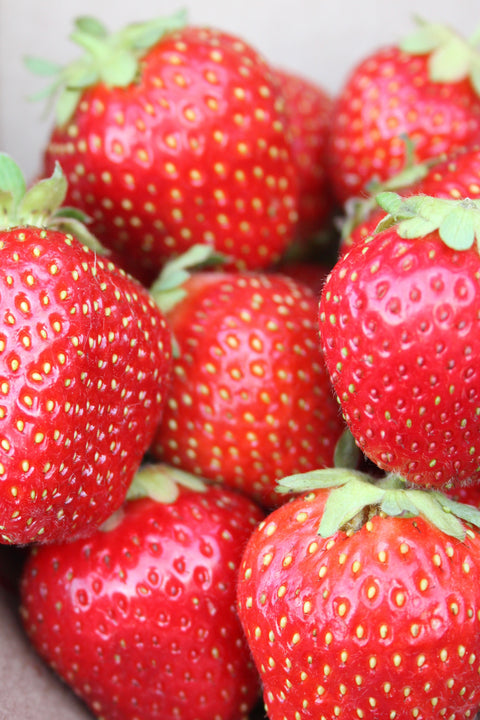 AAC Kate - Strawberry Bare Root Plant