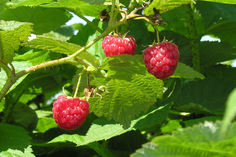 Boyne - Raspberry Bare Root Plant