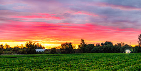 La plus grande pépinière de plants fruitiers et petits fruits au Canada !
