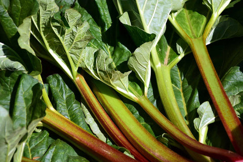 Macdonald - Rhubarb Plant