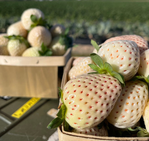 Florida Pearl - Strawberry Bare Root Plant