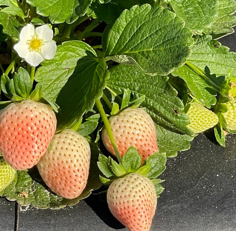 Florida Pearl - Strawberry Bare Root Plant