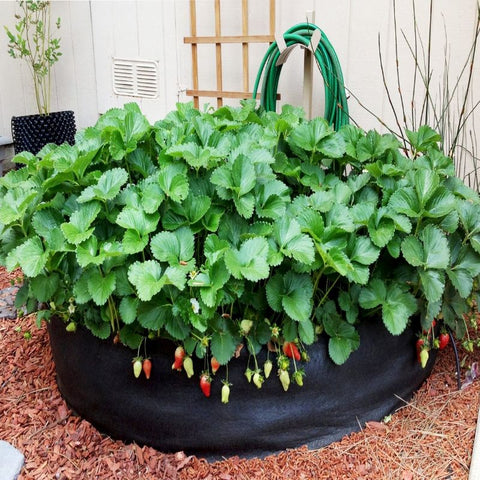 Smart Pot Round Raised Bed