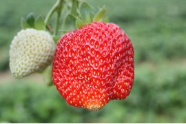 Day neutral strawberry plants varieties