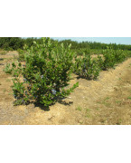 Blueberry plants and blueberries