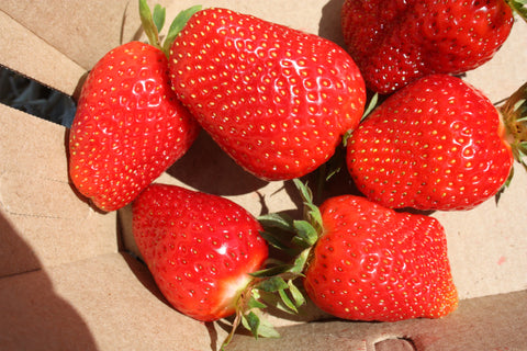 AAC Evelyn - Strawberry Bare Root Plant