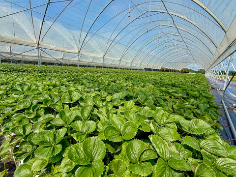 Canada's largest strawberry & small fruit plant nursery!