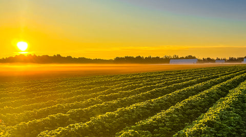 Welcome to Canada's largest berry and small fruit plant nursery!