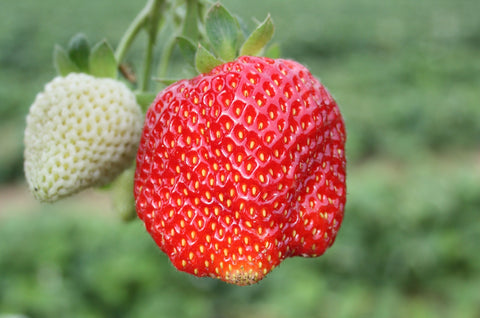 AAC Dynamik - Strawberry Bare Root Plant