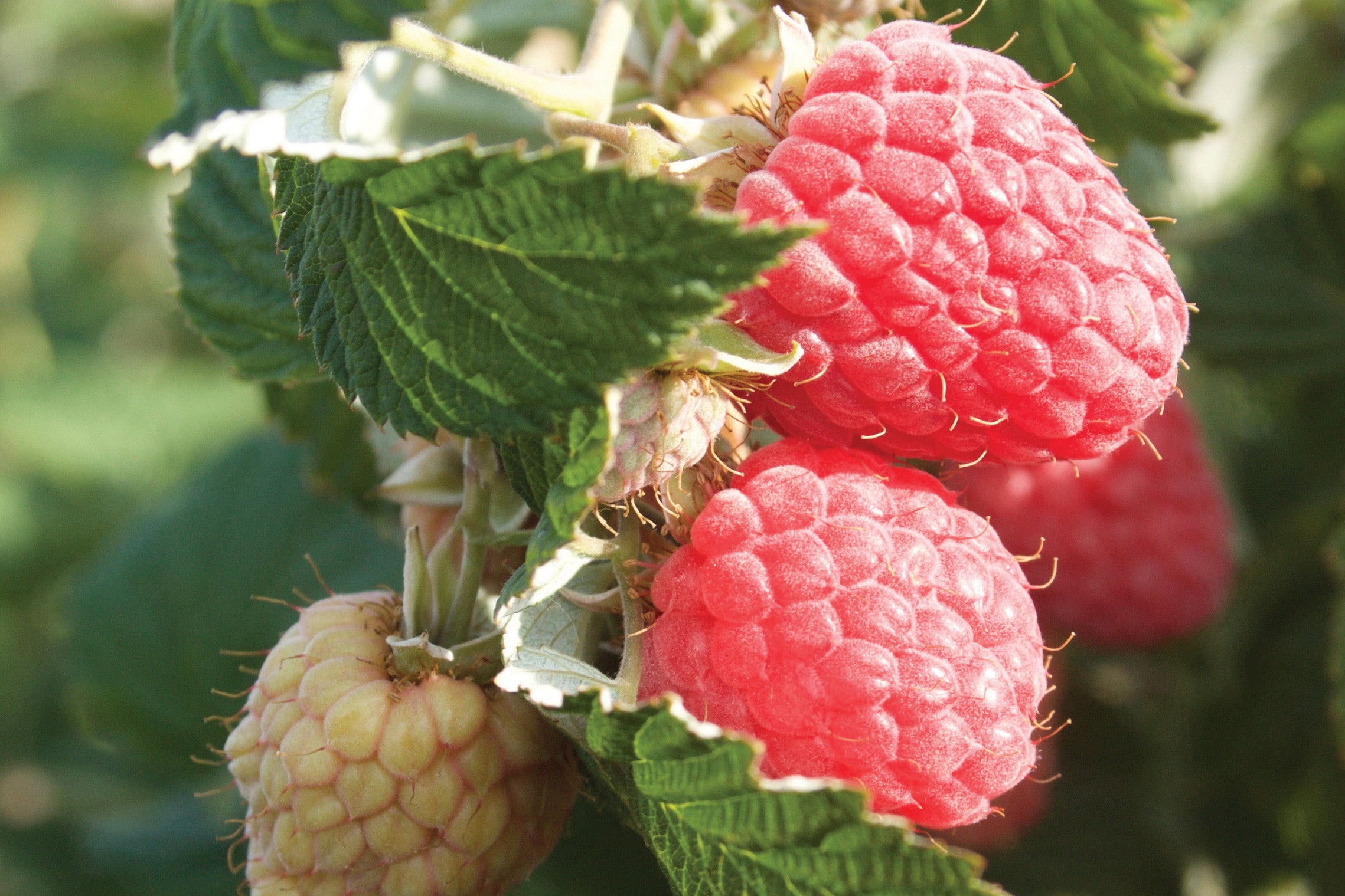 Eden Raspberry AAC Eden - Raspberry Bare Root Plant – Production Lareault