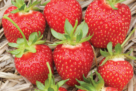 AAC Genereuse - Strawberry Bare Root Plant