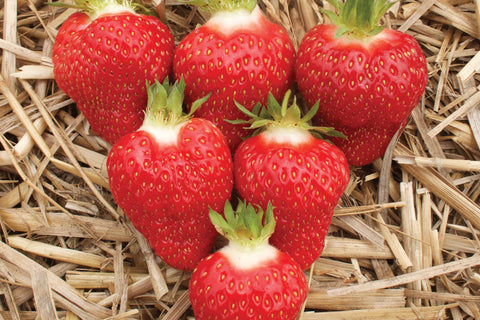 AC St. Laurent D'Orleans - Strawberry Bare Root Plant