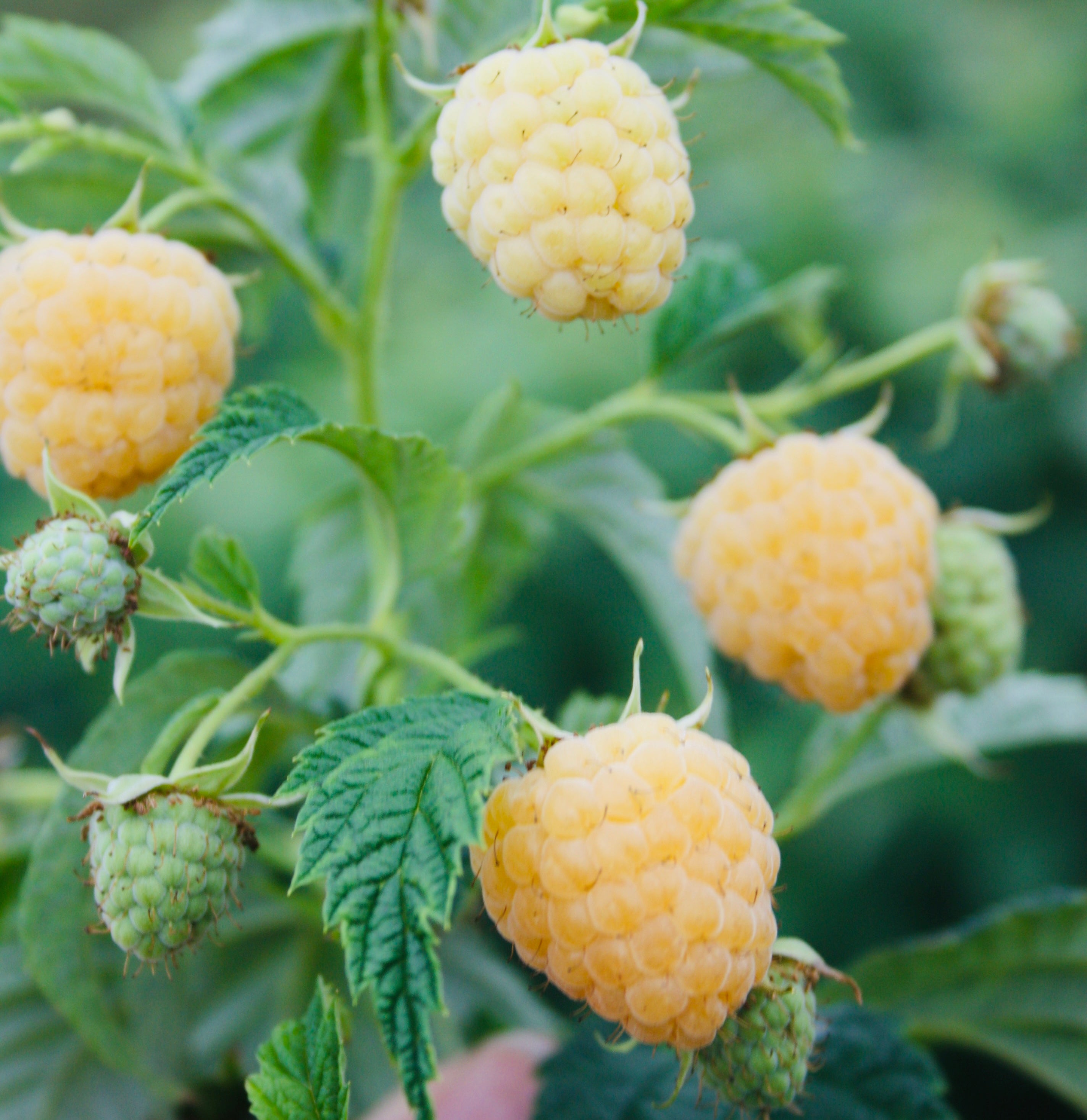Anne Yellow - Raspberry Bare Root Plant – Production Lareault