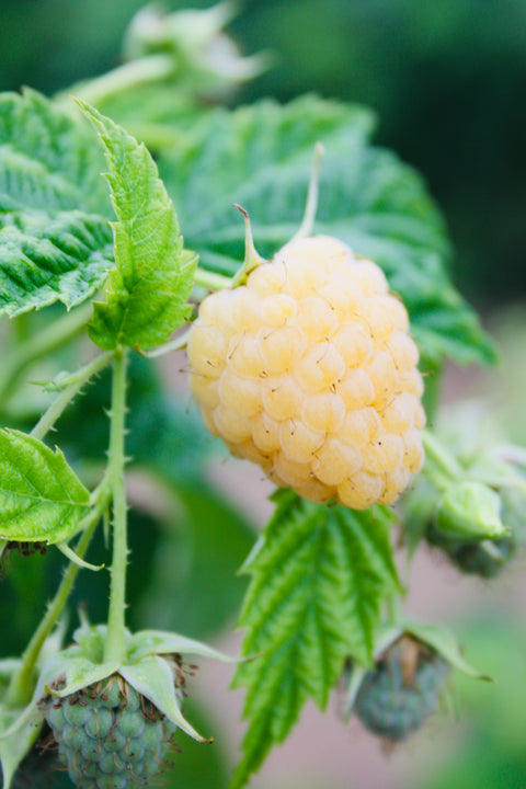 Anne Yellow - Raspberry Bare Root Plant