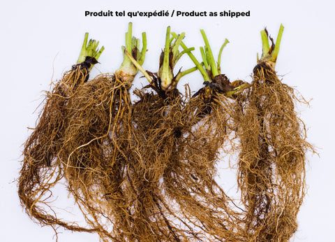 Strawberry bare root plant as shipped dormant roots