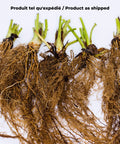 Strawberry bare root plant as shipped dormant roots