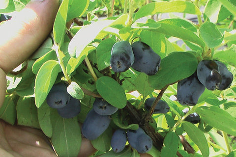 Berry Blue - Haskap Pot Plant