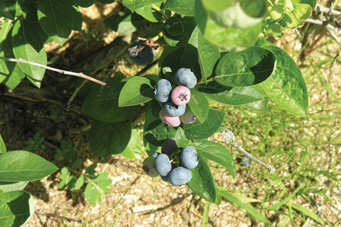 Bluecrop - Blueberry Pot Plant