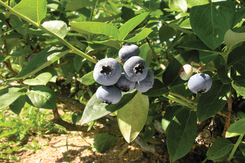 Blueray - Blueberry Pot Plant