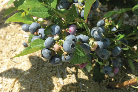 Bluetta - Blueberry Pot Plant