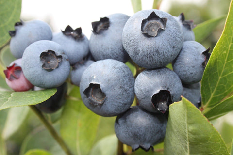 Bonus - Blueberry Pot Plant