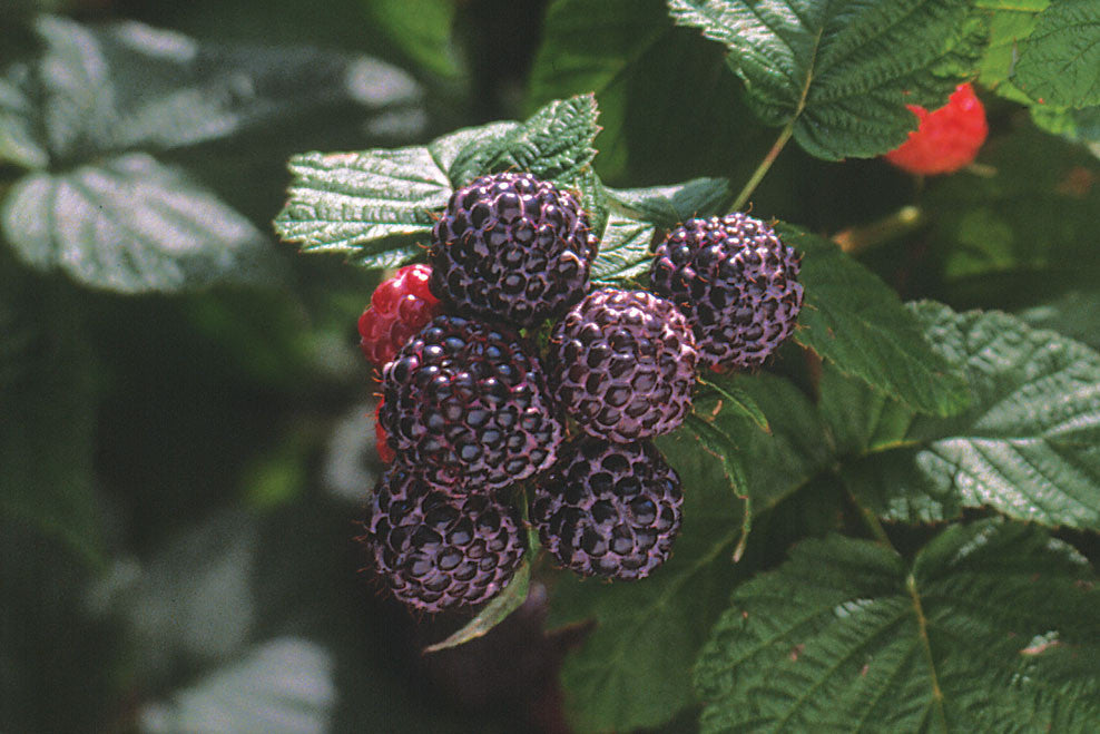 Bristol Black - Raspberry Bare Root Plant – Production Lareault