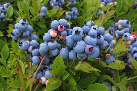 Brunswick - Plant de bleuetiers nain