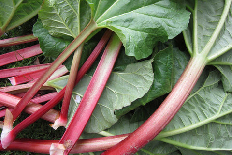 Rhubarb