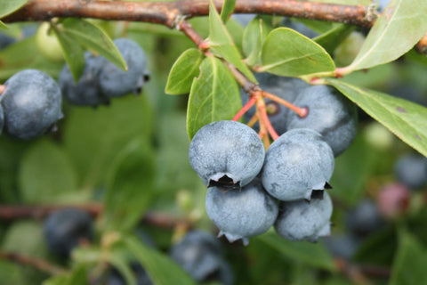 Chippewa - Blueberry Pot Plant