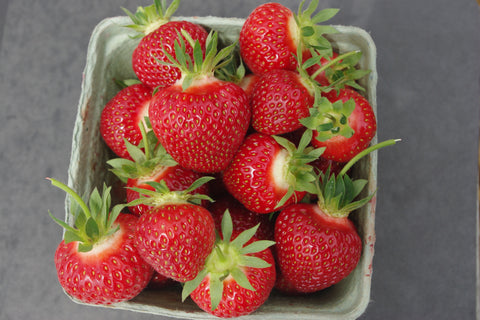 Laurel - Strawberry Bare Root Plant