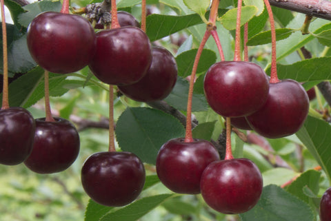 Crimson Passion - Dwarf Cherry Pot Plant