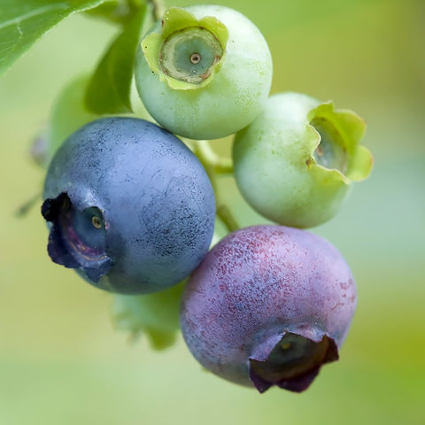 Chanticlear - Blueberry Pot Plant