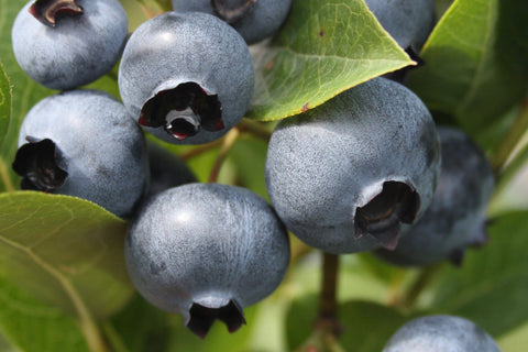 Duke - Blueberry Pot Plant