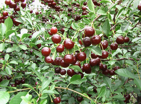 The Dwarf Sour Cherry