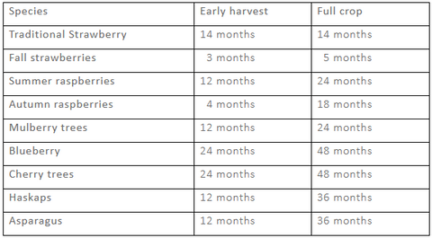 How long (months) before I harvest my fruits?