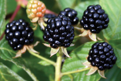 Blackberries