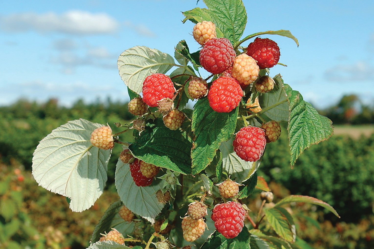 Raspberry Origin Country Heritage - Raspberry Bare Root Plant – Production Lareault