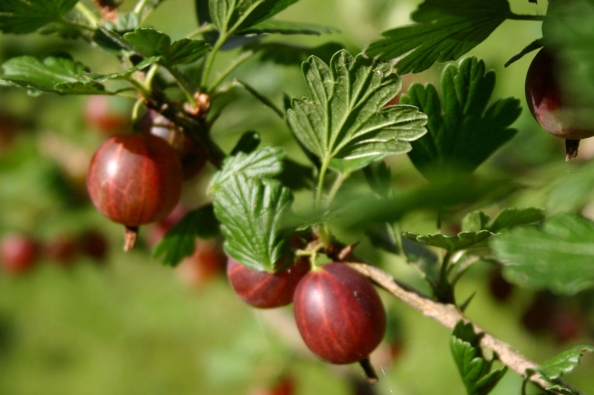 Hinnomaki Red - Gooseberry Plant – Production Lareault