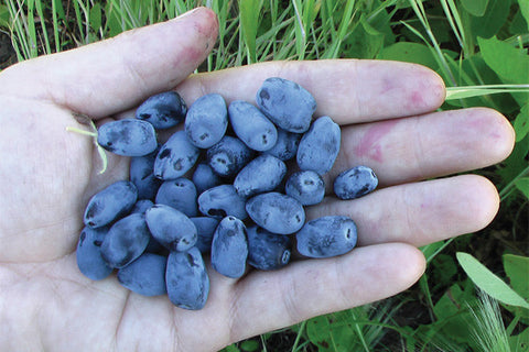 Indigo Gem - Haskap Pot Plant