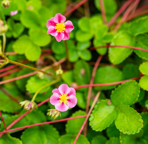 Innova Rosa - Strawberry Bare Root Plant