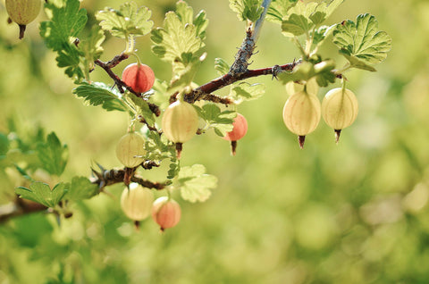 Invicta Green - Gooseberry Plant