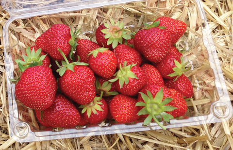 Jewel - Strawberry Bare Root Plant