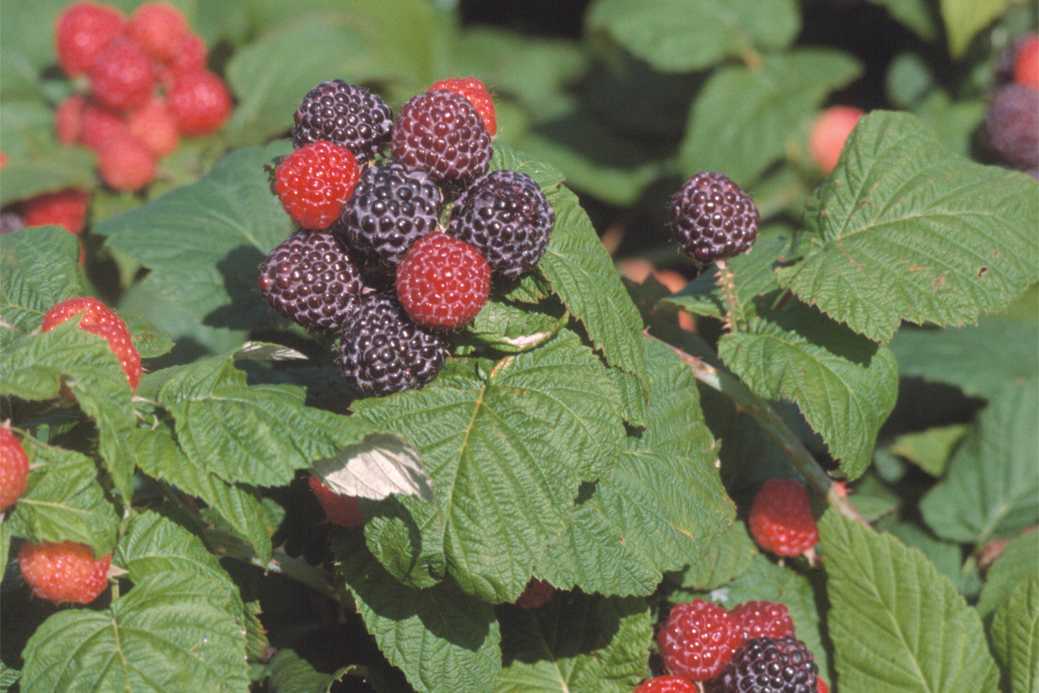 Jewel - Raspberry Pot Plant – Production Lareault